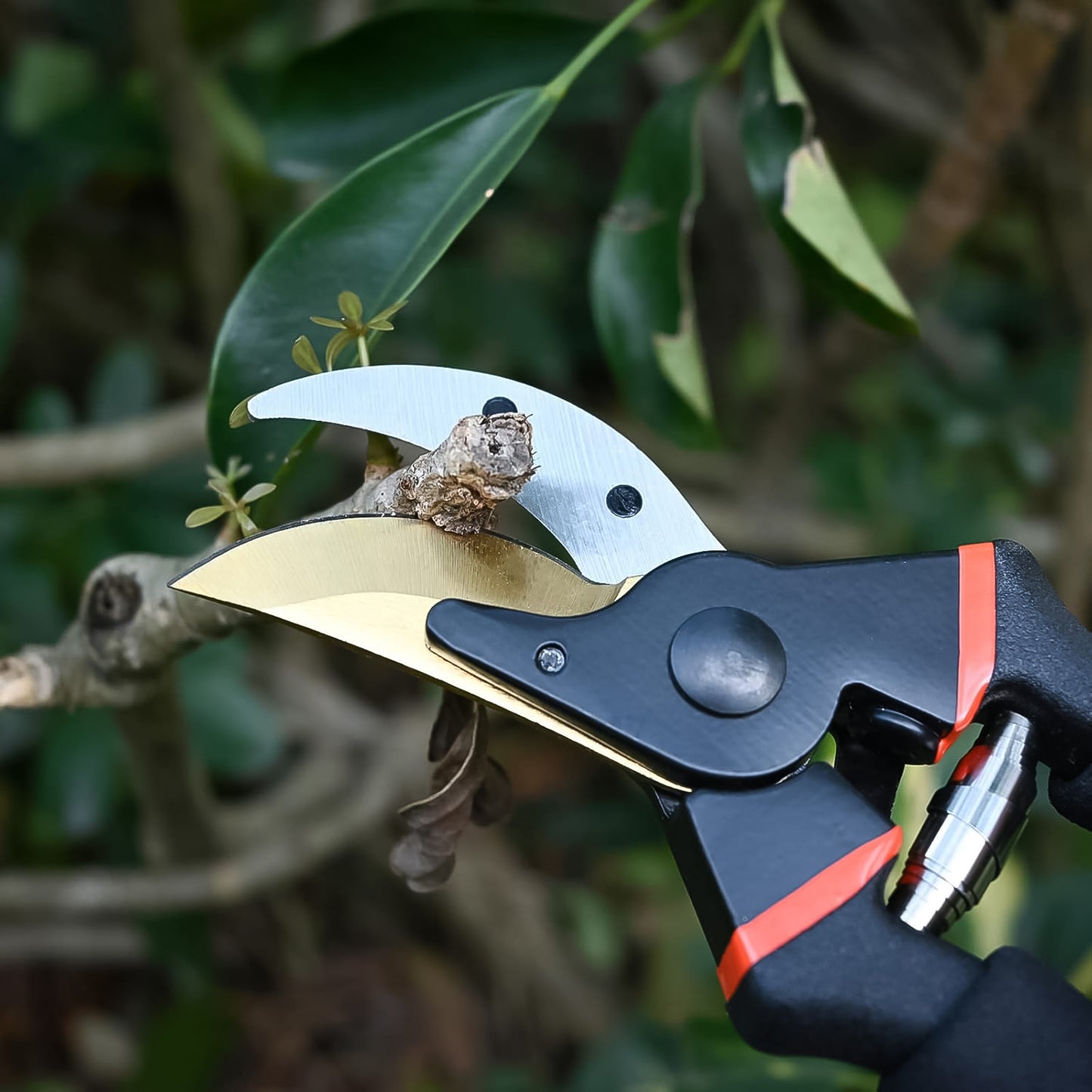 Garden Pruning
